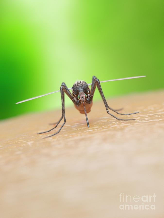 Illustration Of A Mosquito Biting A Human #3 Photograph by Sebastian Kaulitzki/science Photo Library