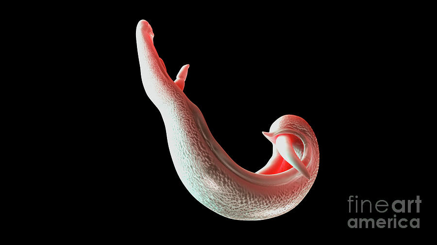 3d Photograph - Illustration Of A Schistosoma #3 by Sebastian Kaulitzki/science Photo Library
