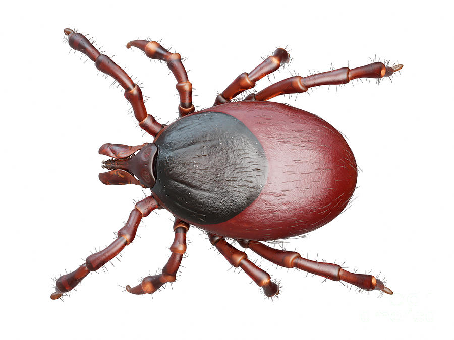 Illustration Of A Tick Photograph by Sebastian Kaulitzki/science Photo ...