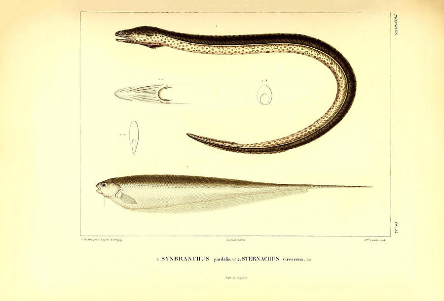 Illustration Of South American Eel #3 Painting by Science Source