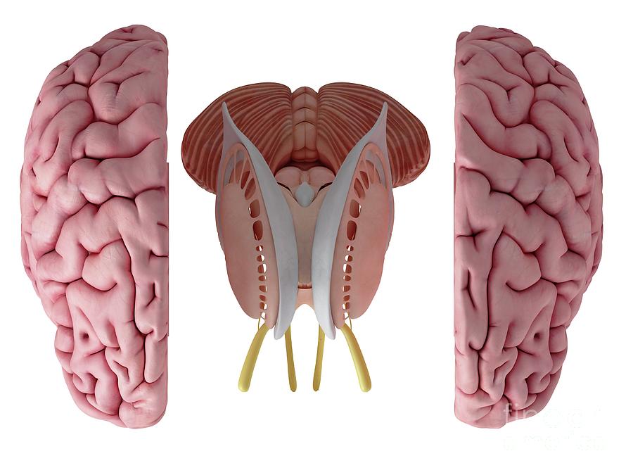 3d Photograph - Illustration Of The Brain Anatomy #3 by Sebastian Kaulitzki/science Photo Library