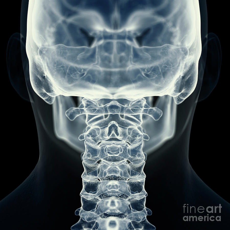 Illustration Of The Cervical Spine #3 by Sebastian Kaulitzki/science ...