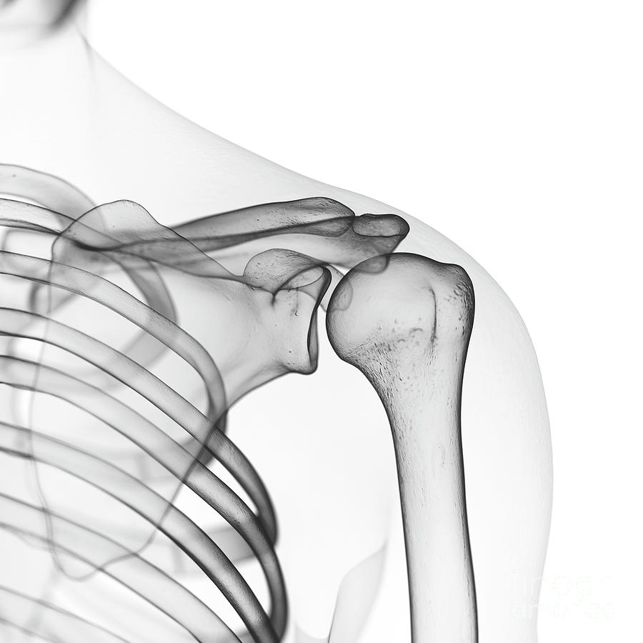 Скелет плечевого сустава