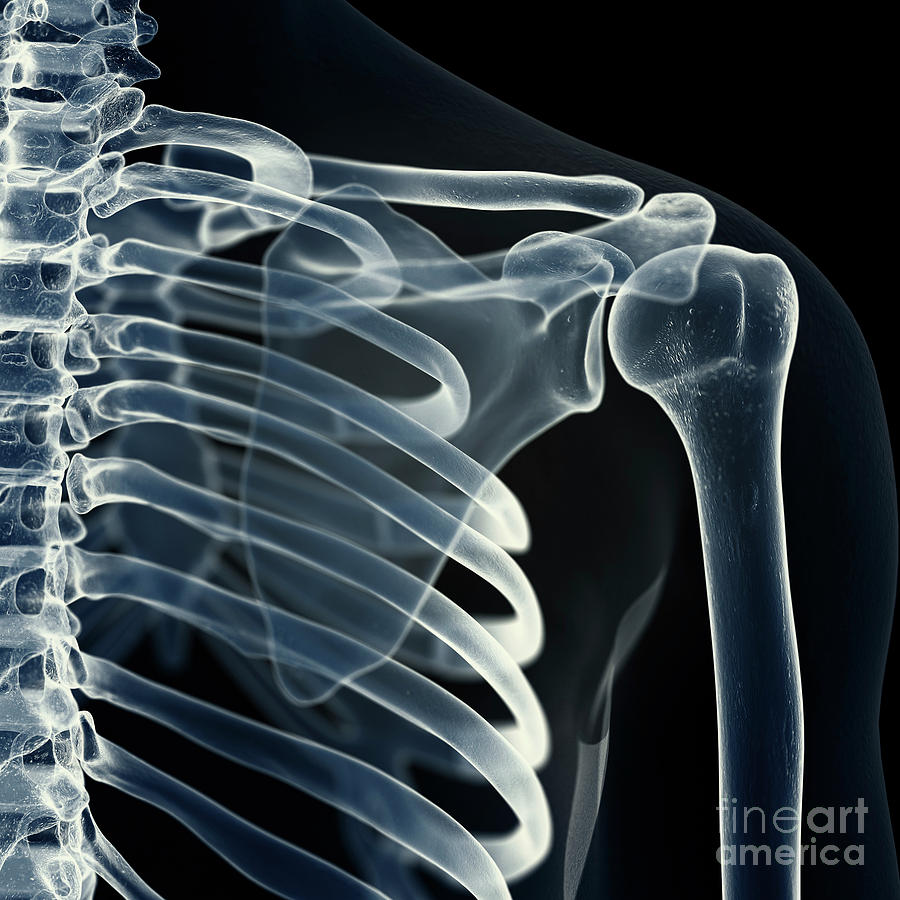 Skeleton Photograph - Illustration Of The Shoulder Joint #3 by Sebastian Kaulitzki/science Photo Library