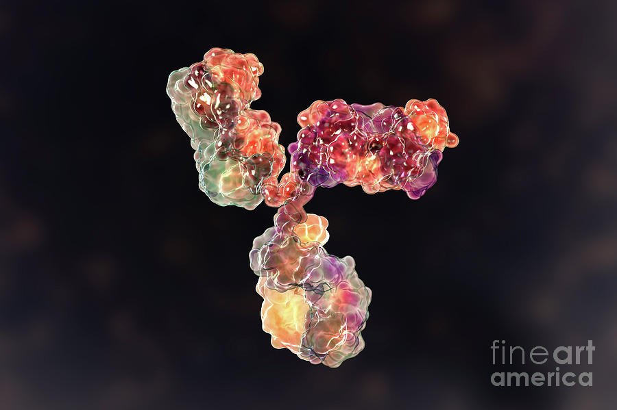 Immunoglobulin G Antibody #3 Photograph by Kateryna Kon/science Photo Library