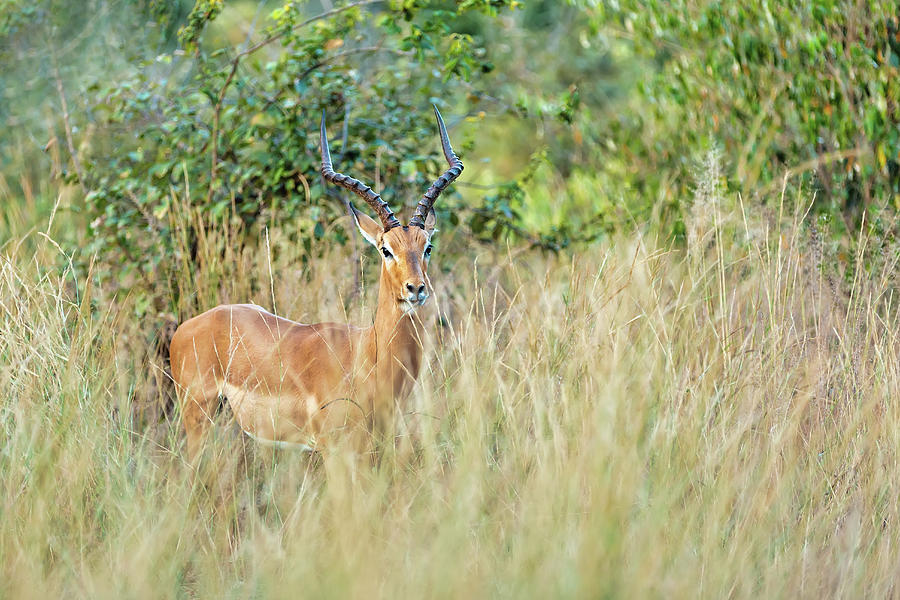 namibia africa safari