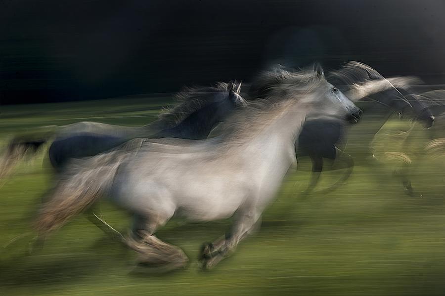In Gallop #3 Photograph by Milan Malovrh