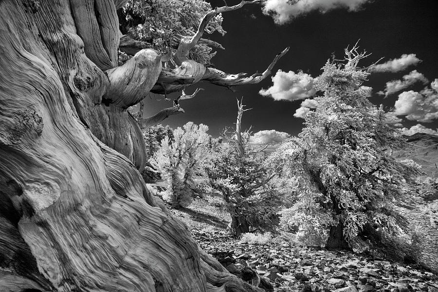 Infrared View Of Ancient Bristlecone Photograph by Adam Jones | Fine ...