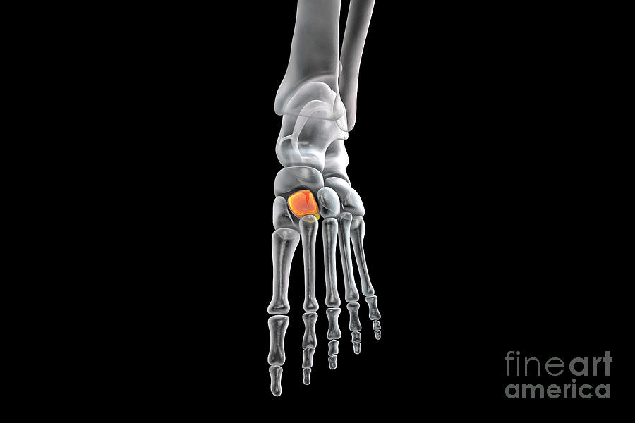 Intermediate Cuneiform Bone Photograph by Kateryna Kon/science Photo ...