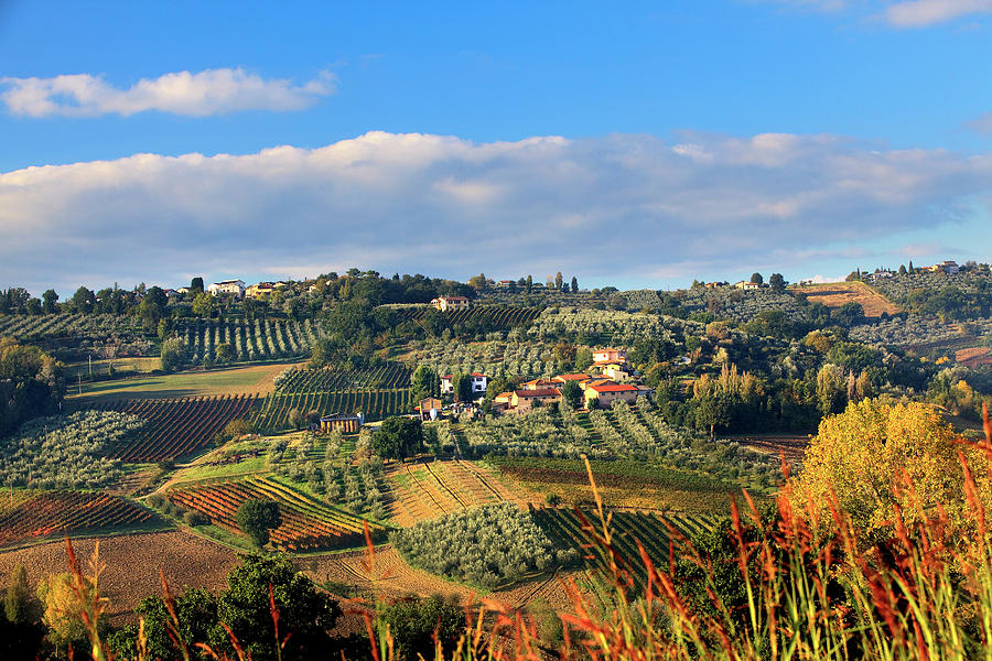 Italy, Umbria, Perugia District, Sagrantino Wine Road, Autumnal Vineyards Near Montefalco #3 Digital Art by Maurizio Rellini