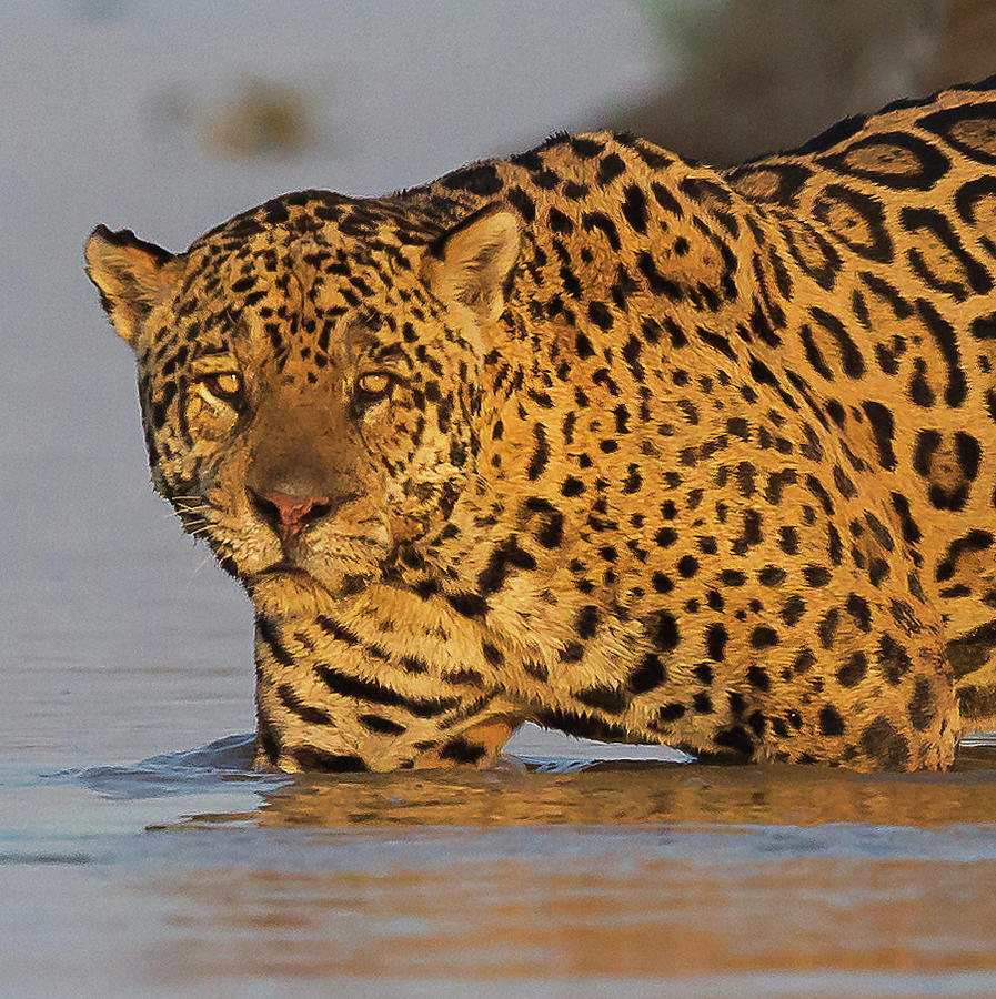 Nature Photograph - Jaguar #3 by Jean-Luc Baron