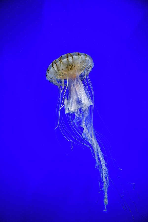 Japanese Jellyfish #3 Photograph by Kenny Thomas