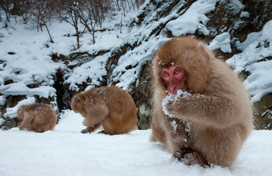 Japanese Macaques, Japanese Alps #3 Photograph by Mint Images/ Art Wolfe