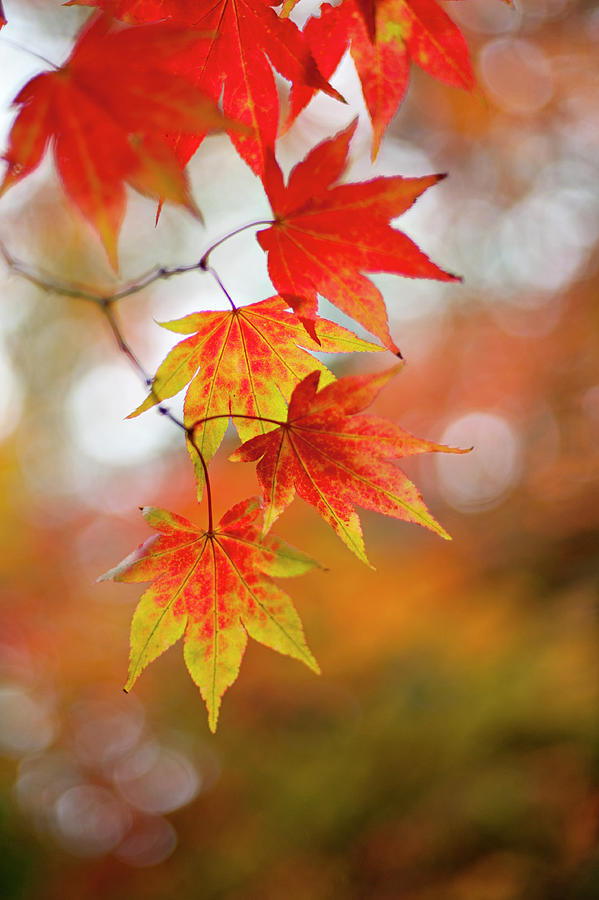 Japanese Maple Leaves #3 Photograph by Jacky Parker Photography