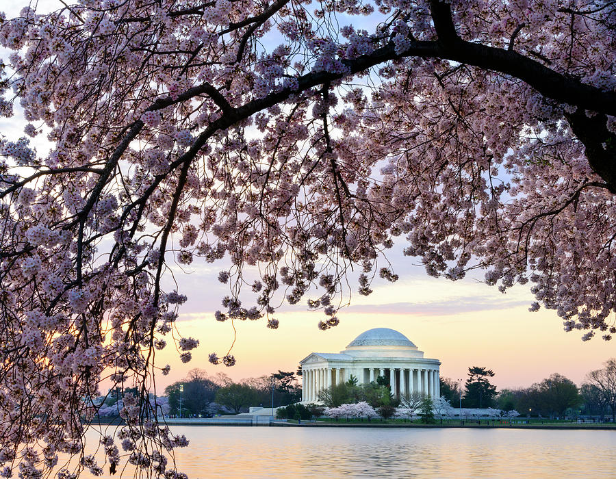 Architecture Photograph - Jefferson Memorial Framed By Cherry #3 by Ogphoto