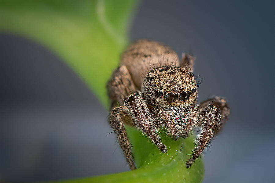 Jumping Spider #3 Photograph by Ivy Deng