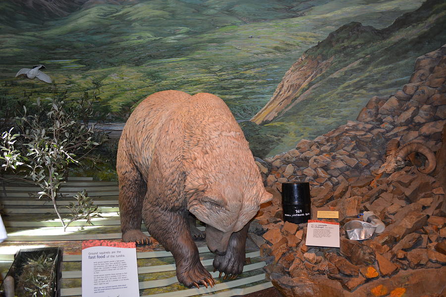 Alaskan Animals Photograph - Juneau Visitor Center by Joe Smiga Alaskan Animals Photograph - Juneau Visitor Center by Joe Smiga