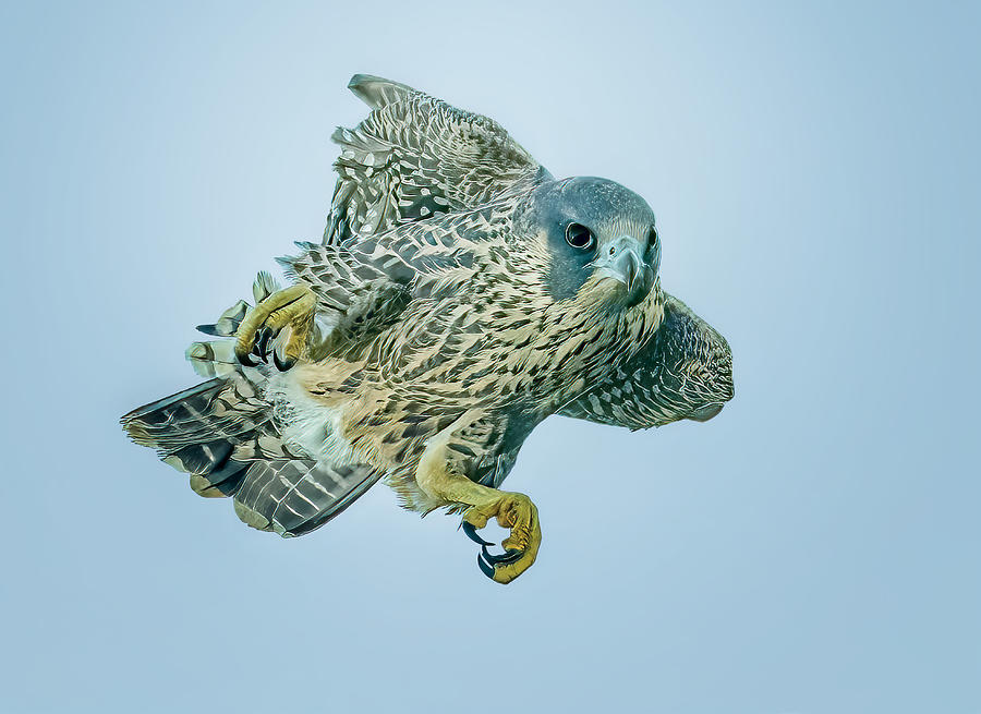 Falcon Photograph - Juvenile Falcon #3 by Tao Huang