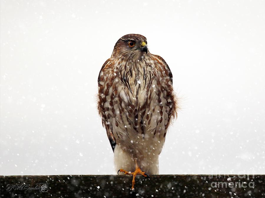 Nature Photograph - Juvenile Sharp-Shinned Hawk in Winter #3 by J McCombie