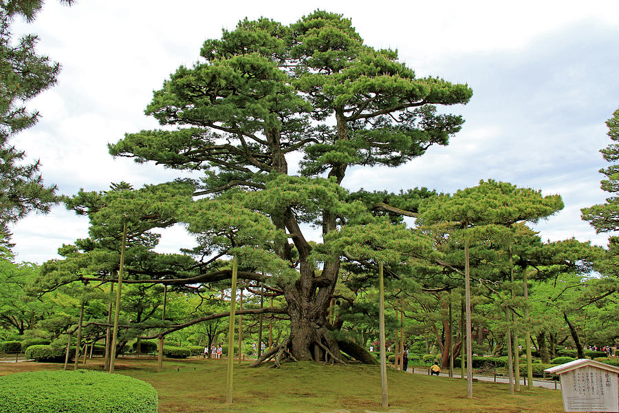 Kenrokuen Garden - Kanazawa, Japan by Richard Krebs Kenrokuen Garden - Kanazawa, Japan by Richard Krebs