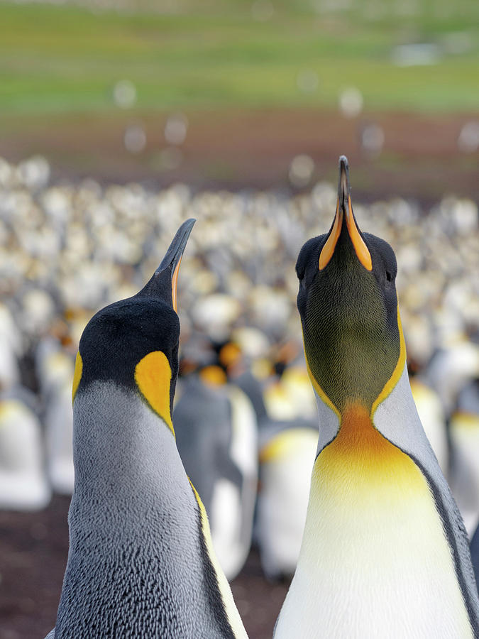 King Penguin On The Falkland Islands Photograph by Martin Zwick - Pixels