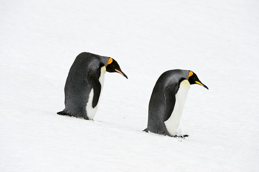 King Penguins Aptenodytes Patagonicus #3 Photograph by Ben Cranke
