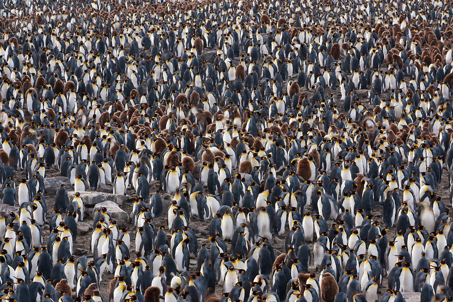 King Penguins, Aptenodytes Patagonicus #3 Photograph by Mint Images - Art Wolfe