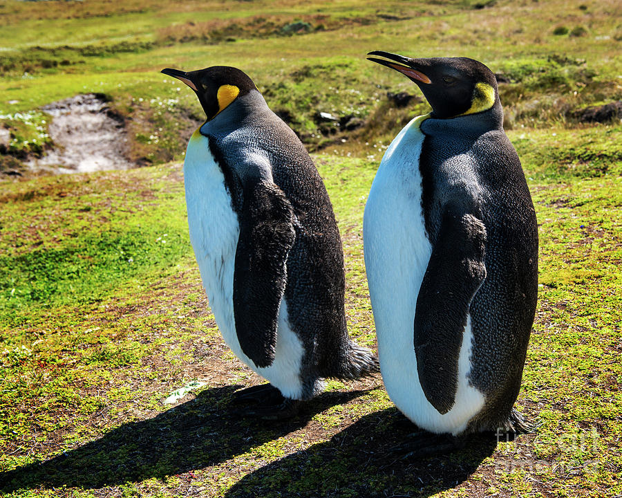 King Penguins Falkland Islands Stanley South America Photograph By   3 King Penguins Falkland Islands Stanley South America Yefim Bam 