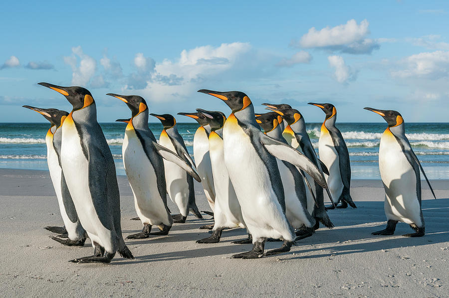 King Penguins On Volunteer Beach #3 Photograph by Tui De Roy