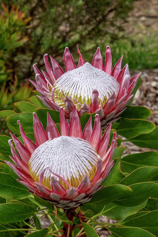 King Protea Flower Photograph by Jim Engelbrecht - Pixels