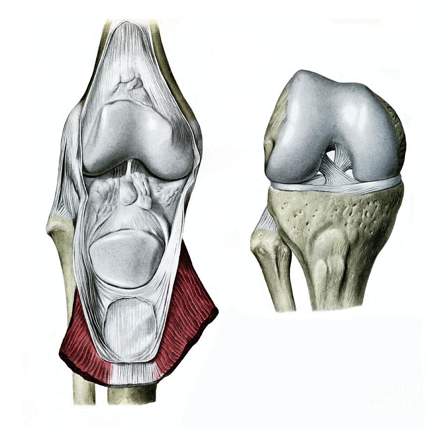 Knee Joint #3 Photograph by Microscape/science Photo Library