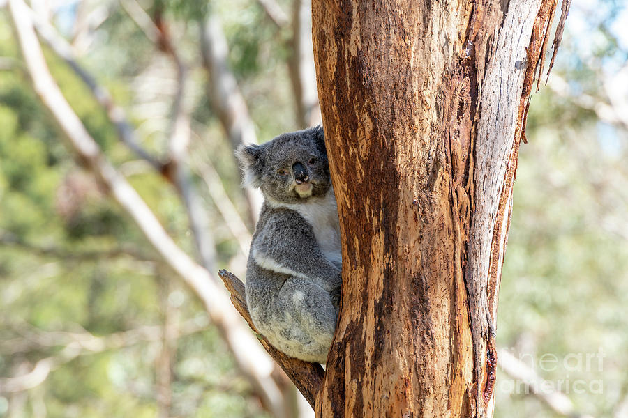 Koala Staying On A Tree Branch Photograph By Namchetolukla