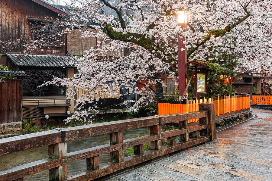 Kyoto, Japan Along Shirakawa Dori Photograph by Sean Pavone - Fine Art ...