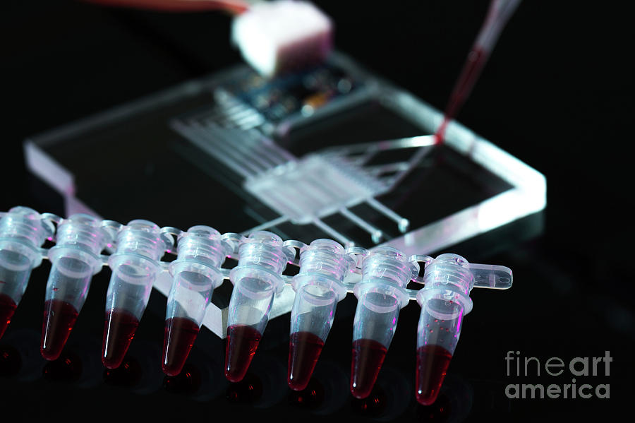 Lab On A Chip #3 Photograph by Wladimir Bulgar/science Photo Library