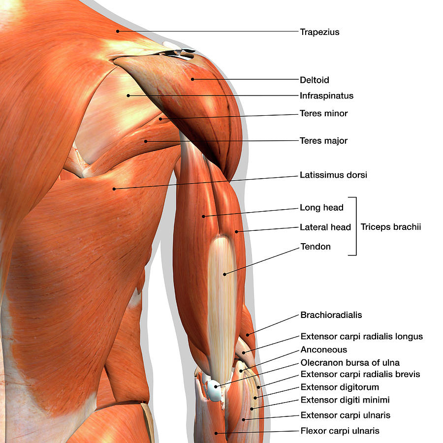 Labeled Anatomy Chart Of Male Triceps #3 Photograph by Hank Grebe