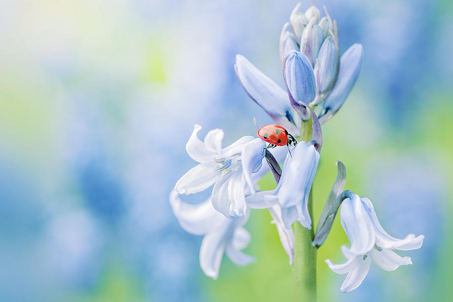 Ladybug Photograph - Lady In Blue #3 by Jacky Parker