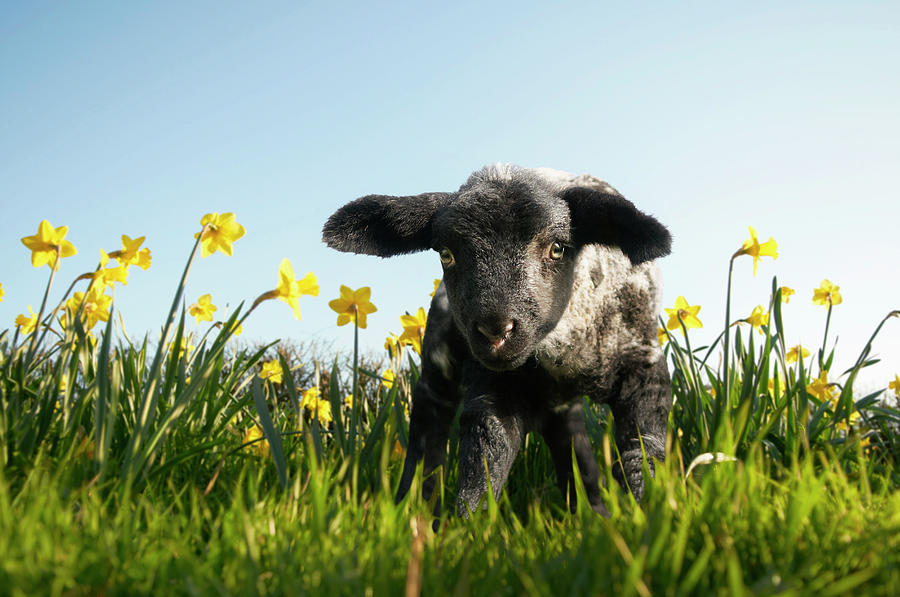 Lamb Walking In Field Of Flowers #3 Photograph by Peter Mason