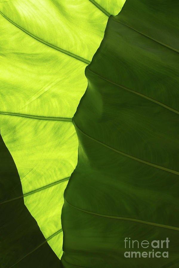 Large green leaf with veins #3 Photograph by Ingela Christina Rahm