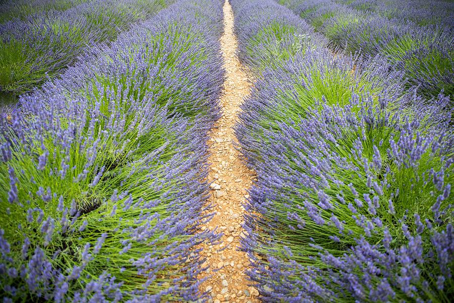 Nature Photograph - Lavender Field In The Summer. Lavender #3 by Levente Bodo