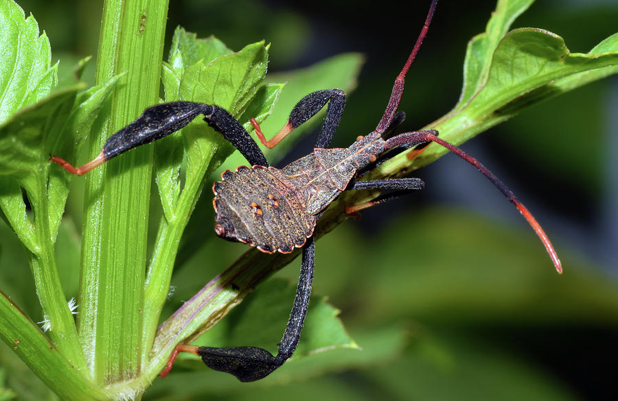 Leaf-footed Bug Nymph #3 Photograph by Larah McElroy