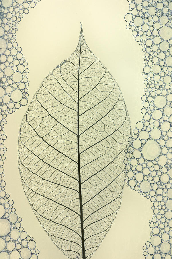 Leaf #3 Photograph by Shihya Kowatari