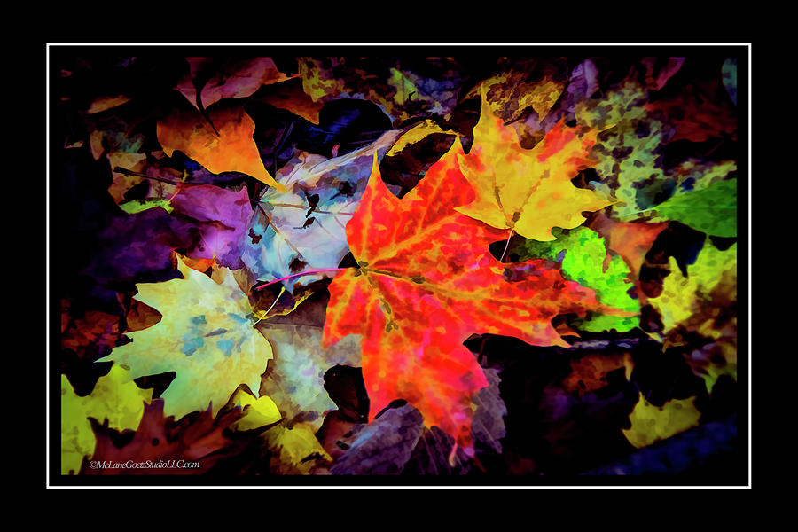 Leaves in Fall #3 Photograph by LeeAnn McLaneGoetz McLaneGoetzStudioLLCcom