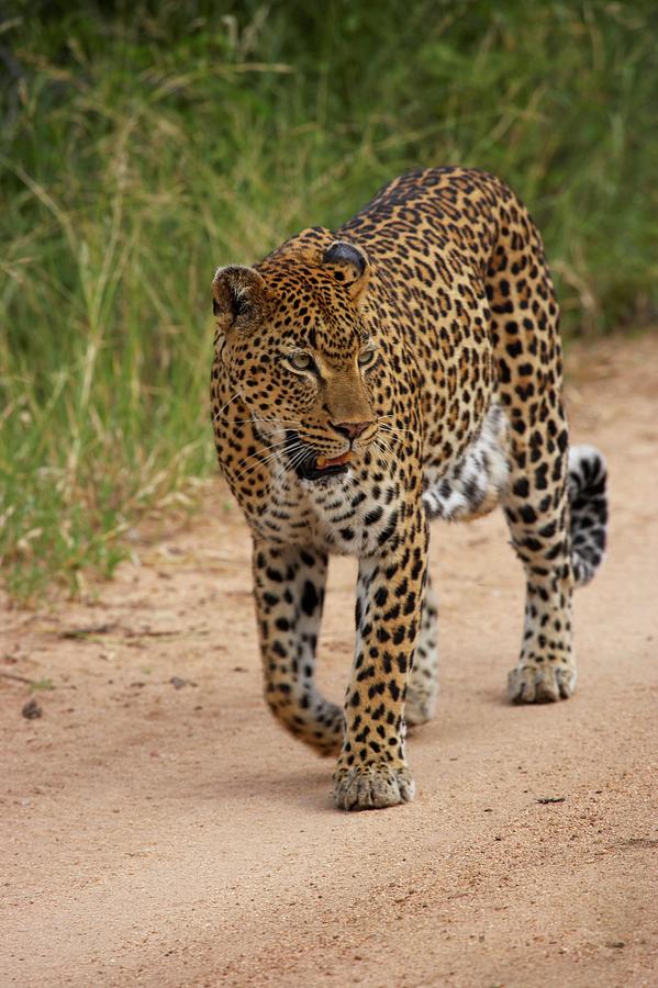 Leopard (panthera Pardus). Malamala #3 Photograph by Roger De La Harpe