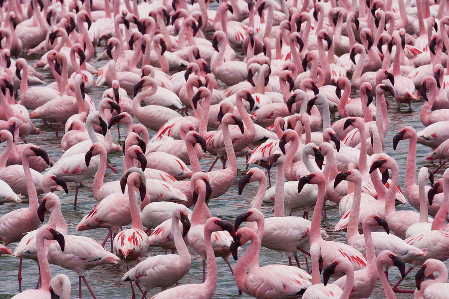 Lesser Flamingos, Lake Narasha, Kenya #3 Photograph by Mint Images/ Art Wolfe