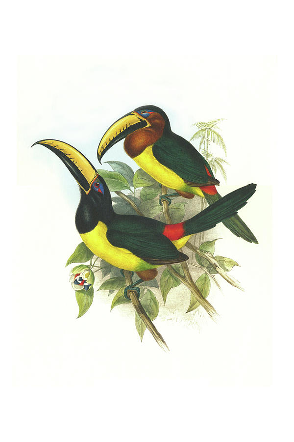 Lettered aracari #3 Painting by John Gould Lettered aracari #3 Painting by John Gould