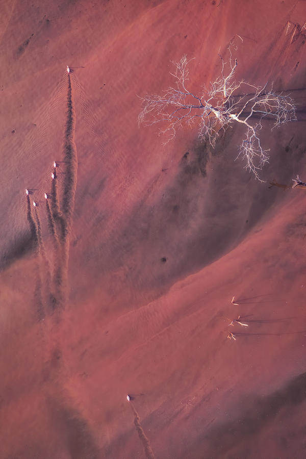 Bird Photograph - Life On Mars #3 by Roberto Marchegiani