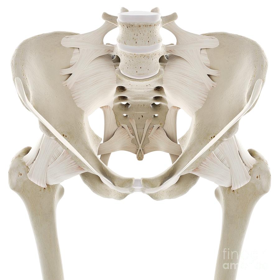 Ligaments Of The Hip Photograph By Sebastian Kaulitzki Science Photo