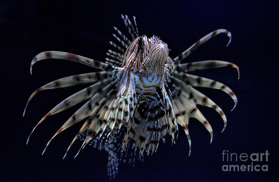 Fish Photograph - Lionfish #4 by Paulette Thomas