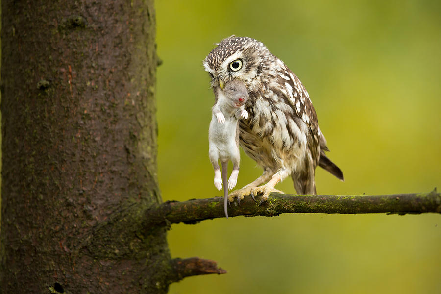 Wildlife Photograph - Little Owl #3 by Milan Zygmunt