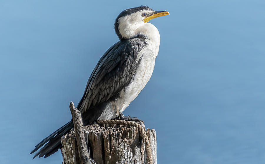 Little Pied Cormorant on post by Merrillie Redden Little Pied Cormorant on post by Merrillie Redden